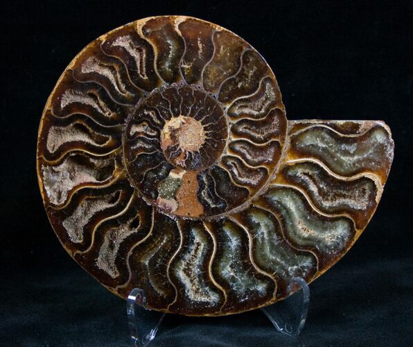 Cut and Polished Ammonite (Half) #7342